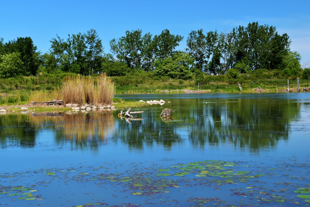 arbres verts au bord du lac sous le ciel bleu pendant la journée