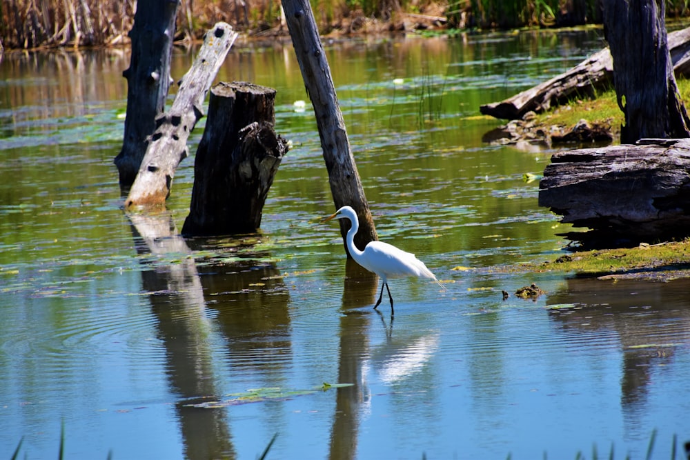 weißer Langschnabelvogel auf braunem Baumstamm tagsüber auf dem Wasser