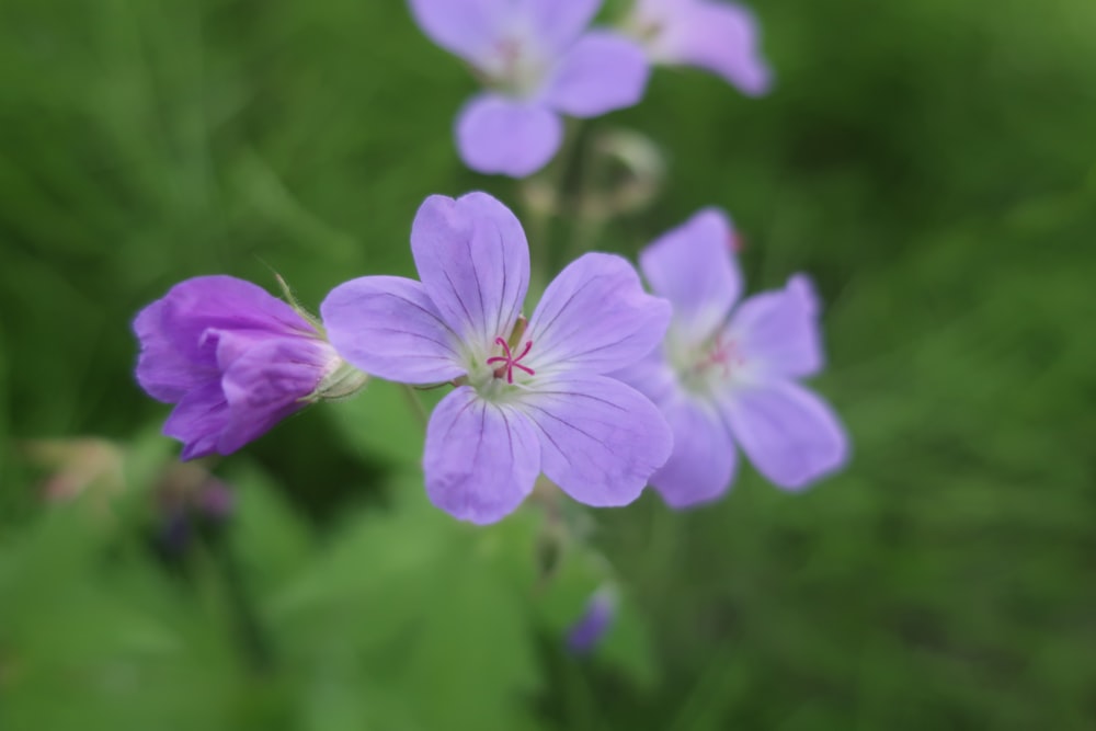 purple 5 petaled flower in bloom during daytime