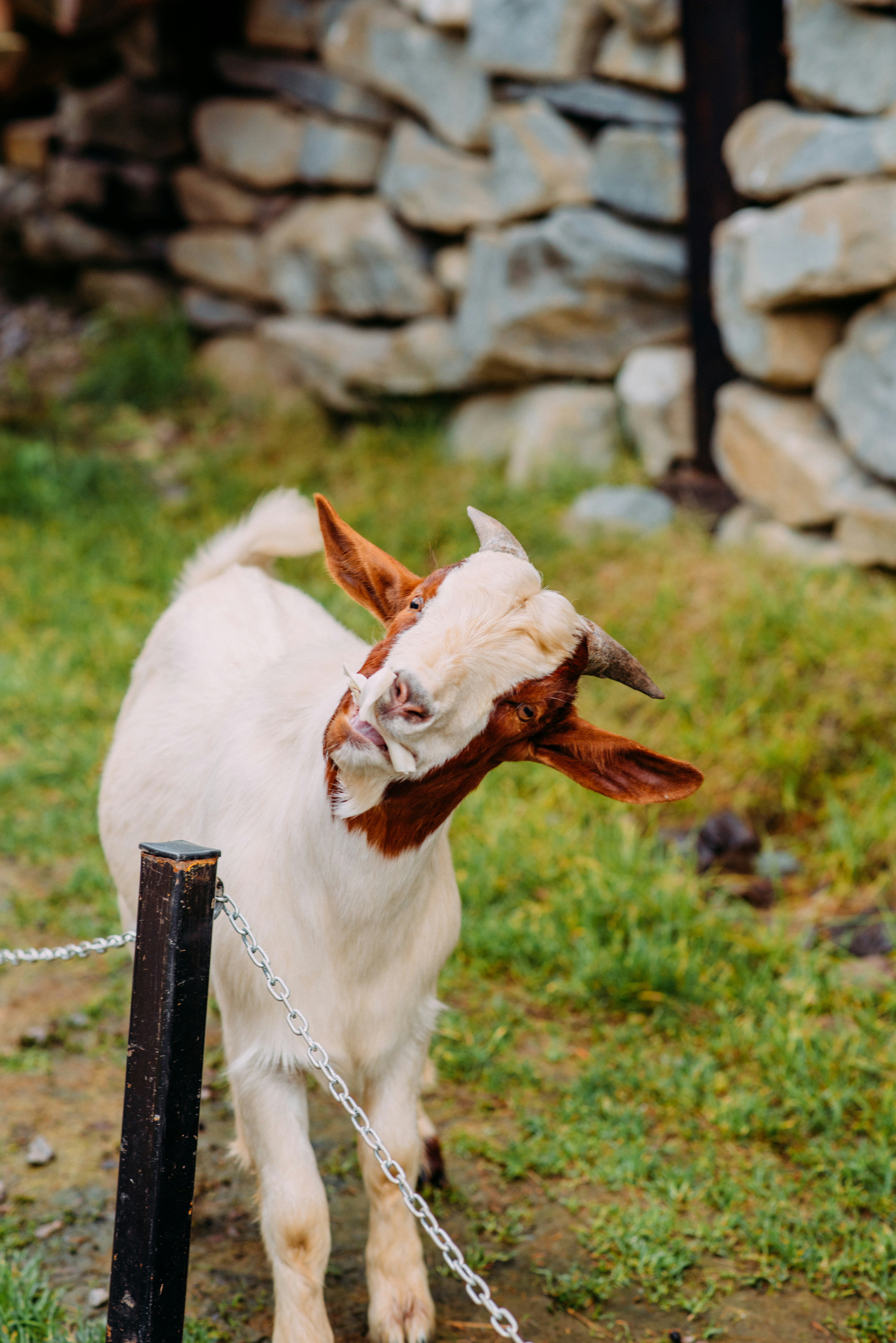 white and brown goat on brown wooden stick during daytime