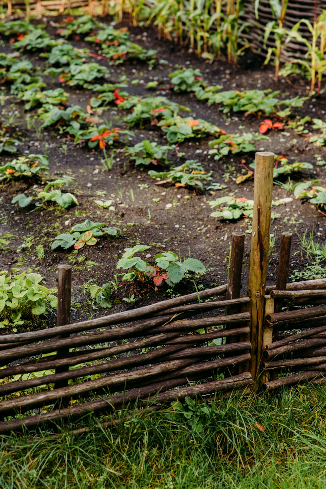 green leaves on brown wooden fence