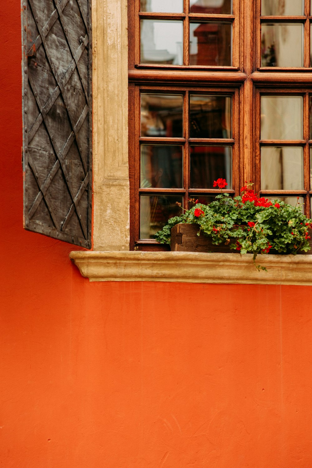 昼間の窓に咲く赤い花