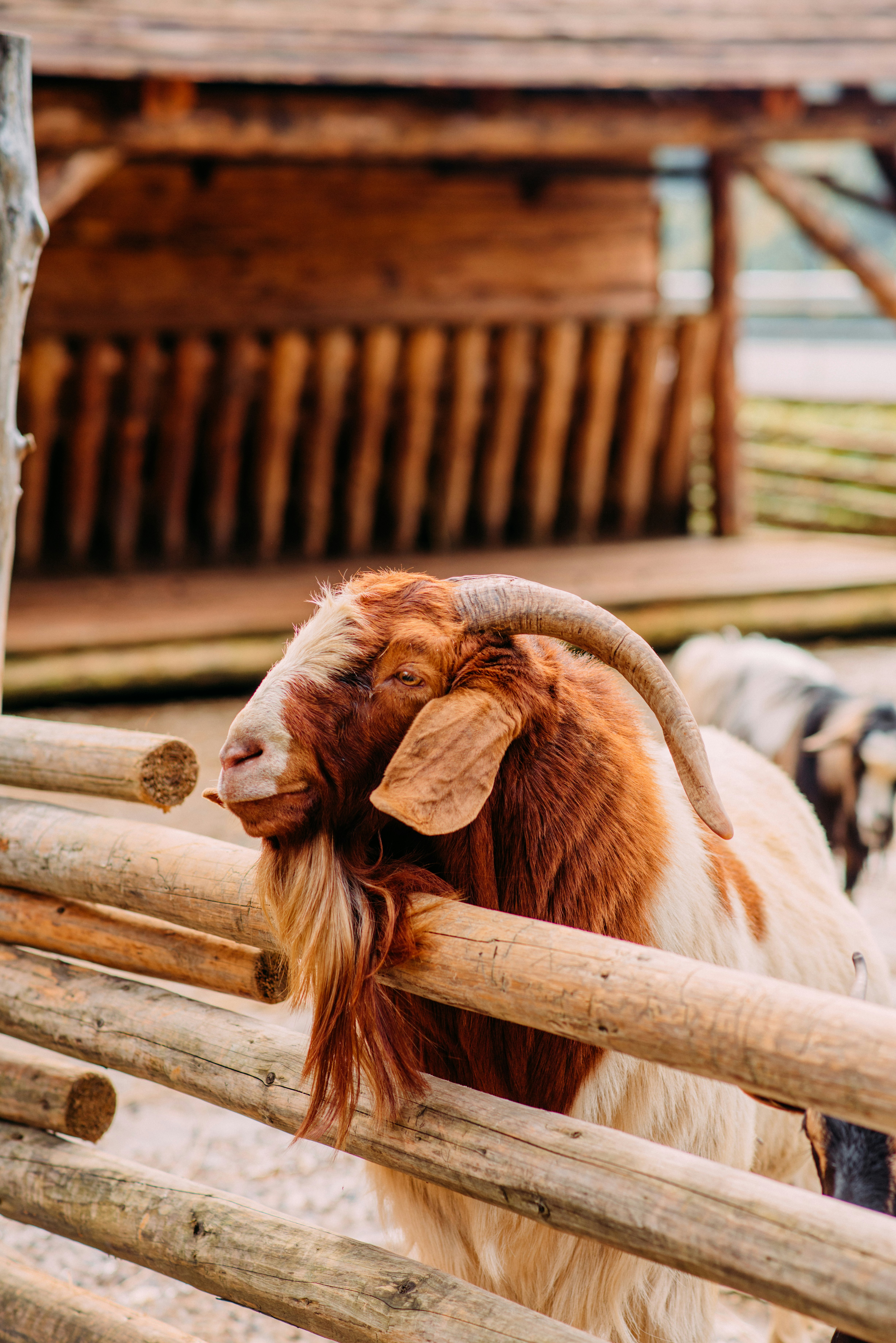 brown and white goat on brown wooden fence