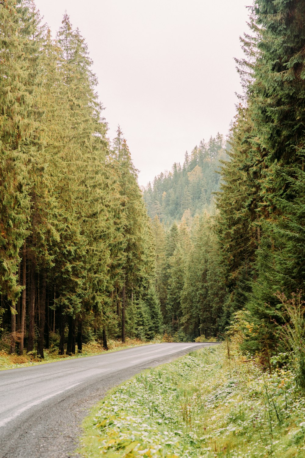 a road in the middle of a forest