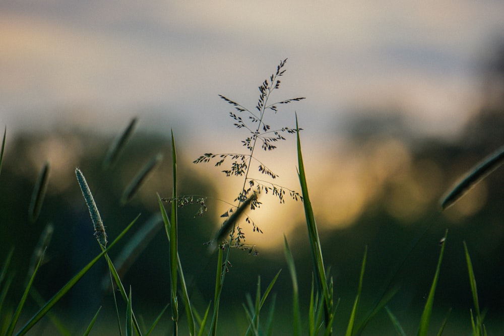 green grass with white flower