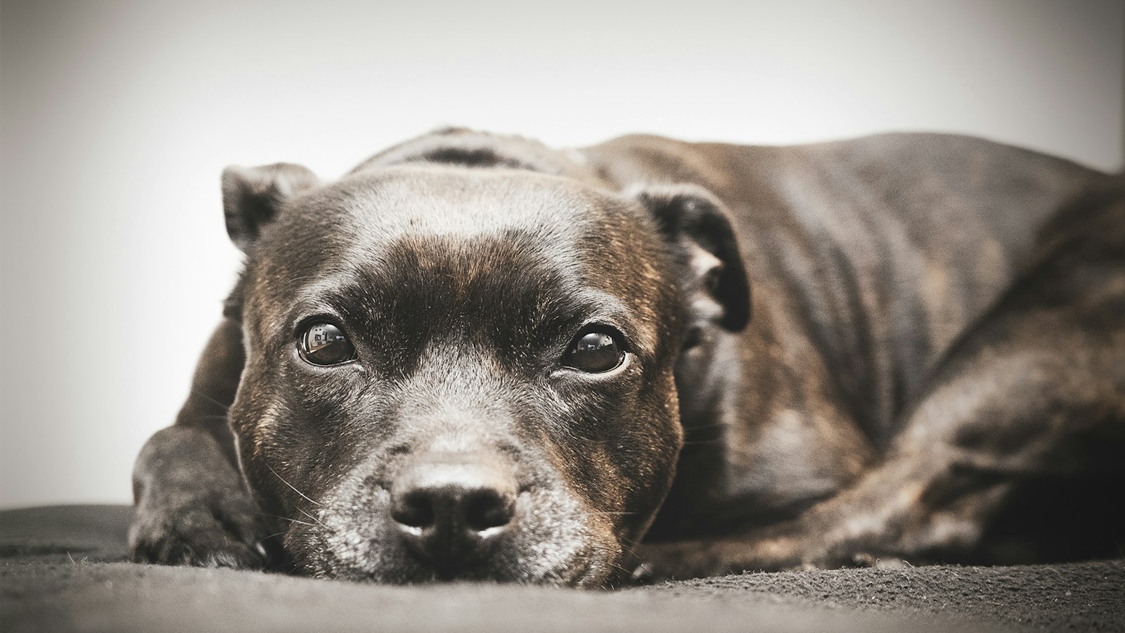 Spa Day at Home: Grooming a Staffordshire Terrier Yourself