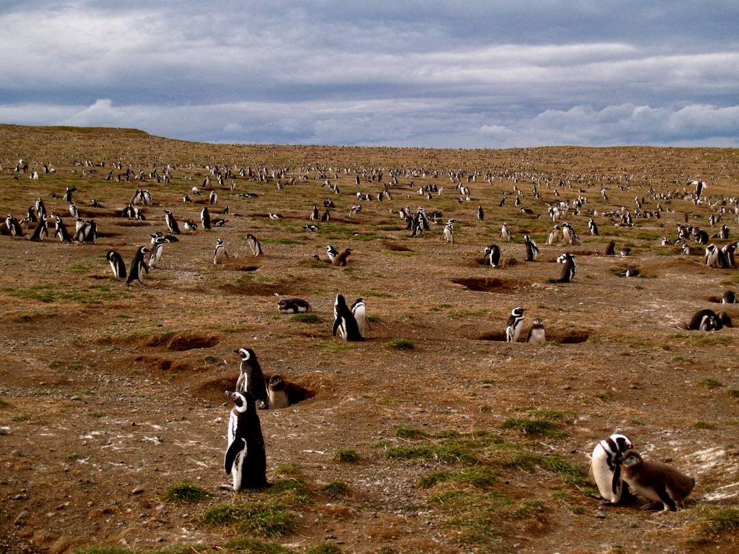 group of penguins on green grass field during daytime