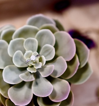A succulent plant is in focus with a solitaire engagement ring placed delicately atop its central rosette. The ring's diamond sparkles against the muted green and lavender hues of the succulent leaves, creating a contrast between natural and man-made elements.