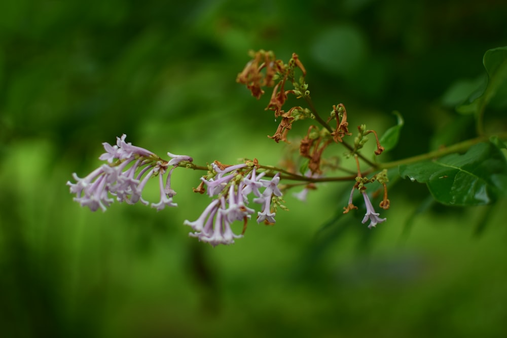 white and purple flower in tilt shift lens