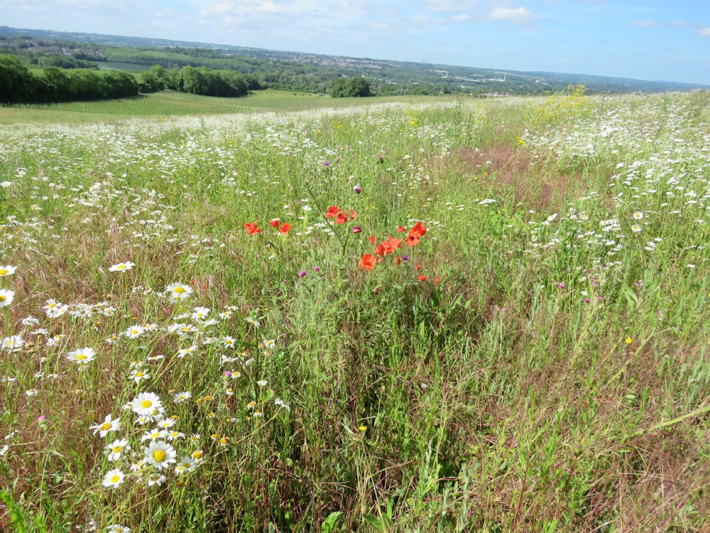 red and yellow flowers on green grass field during daytime