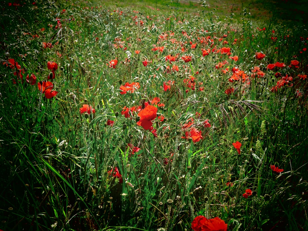 red flower field during daytime