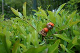Detail of handcrafted wooden dog toy placed next to a potted plant.