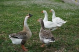 white and brown duck on green grass field during daytime