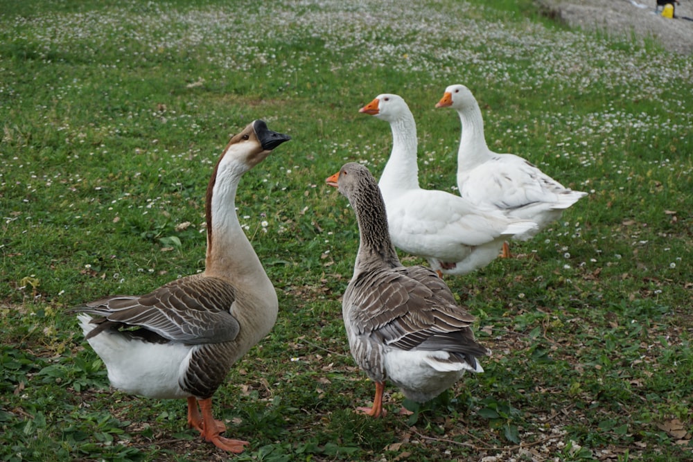 white and brown duck on green grass field during daytime