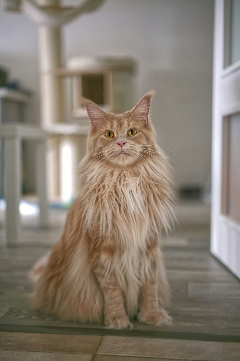 orange tabby cat on gray floor