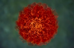 orange flower in close up photography