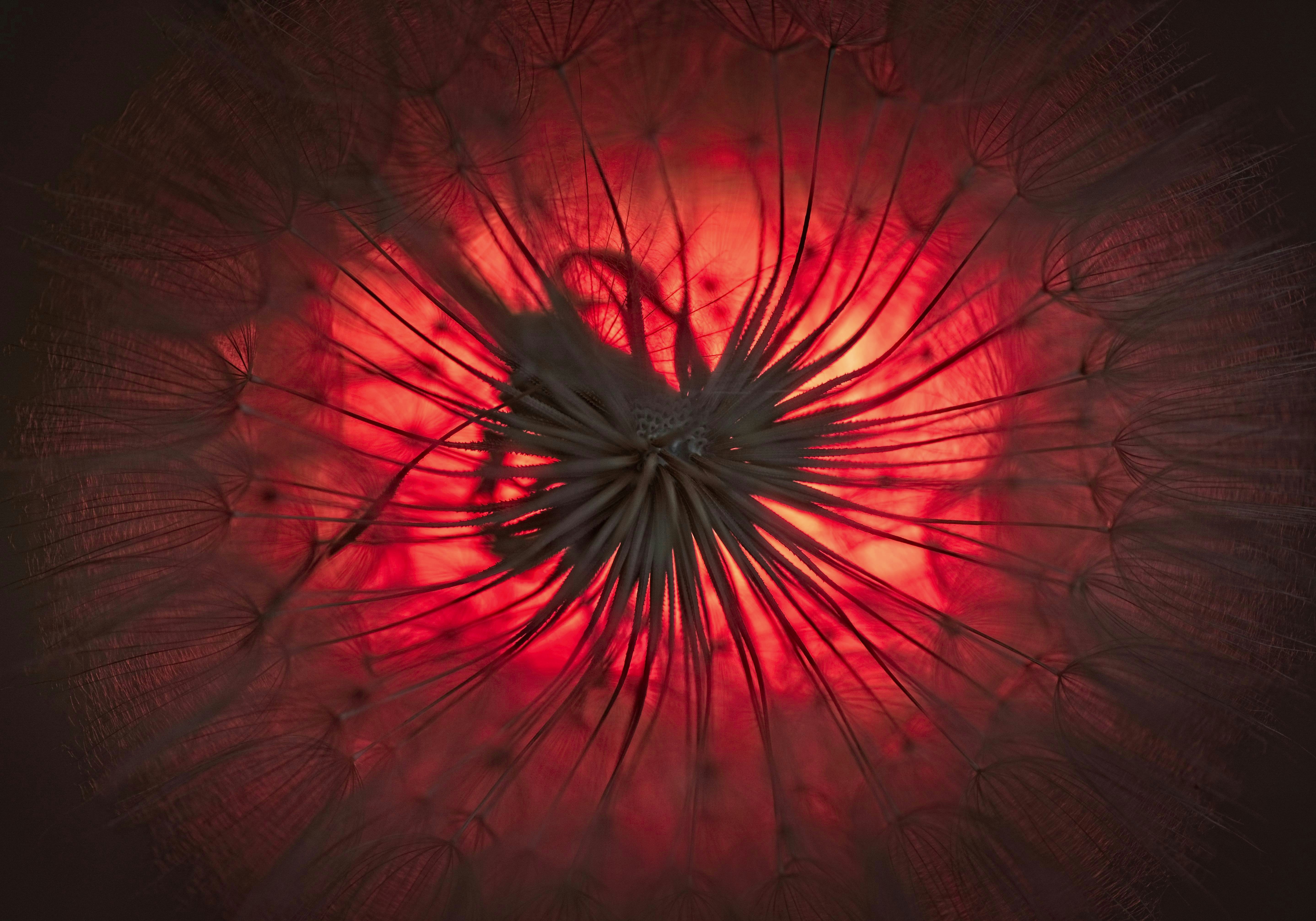 fundus fluorescein angiography retinal imaging