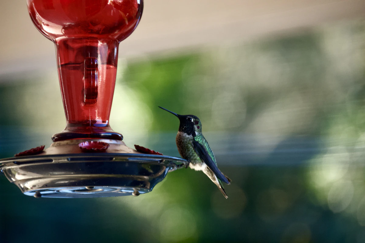 Hummingbird hovering at a red glass feeder