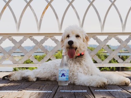 white long coated dog on brown wooden bridge