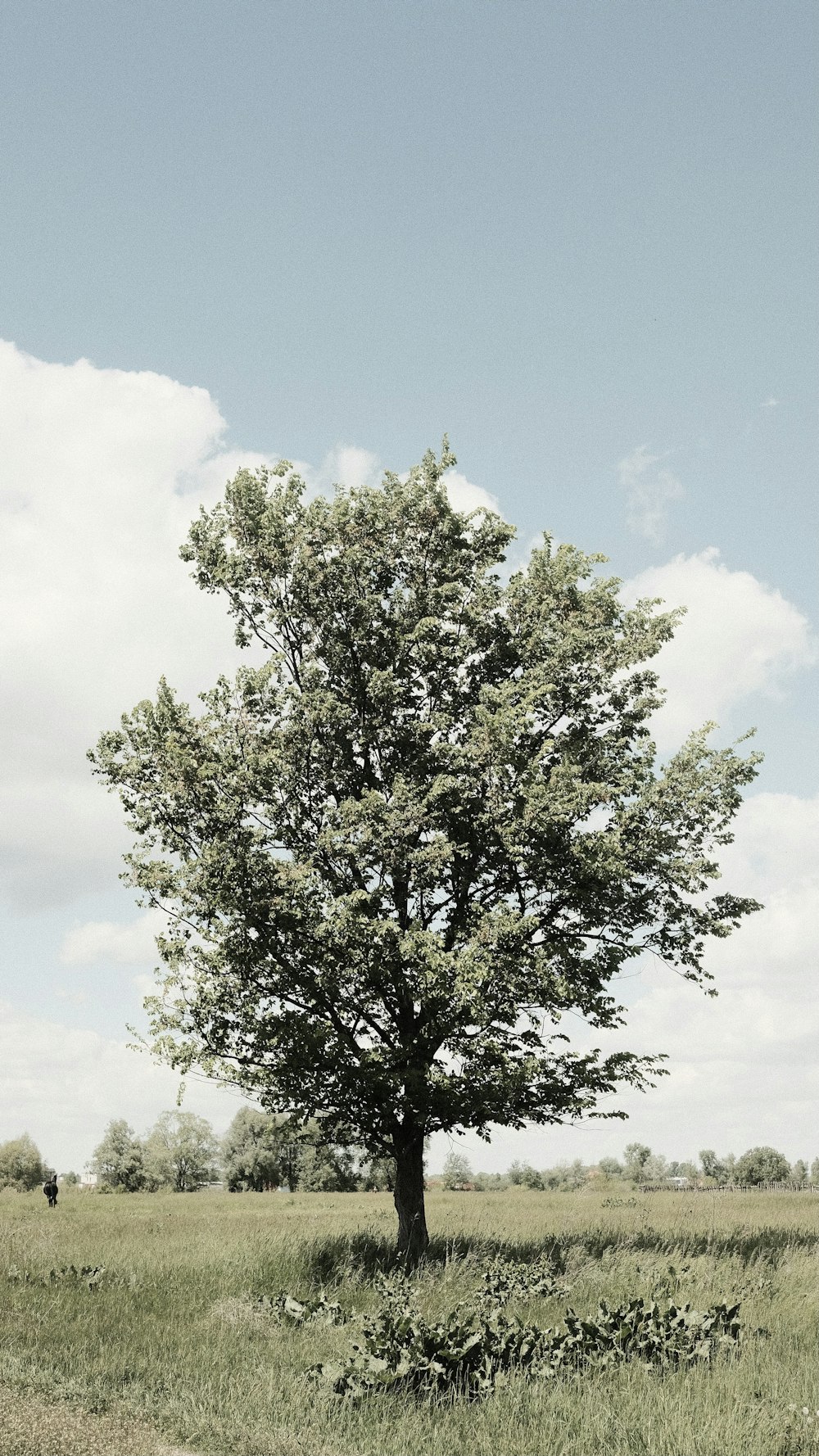 green tree under blue sky during daytime