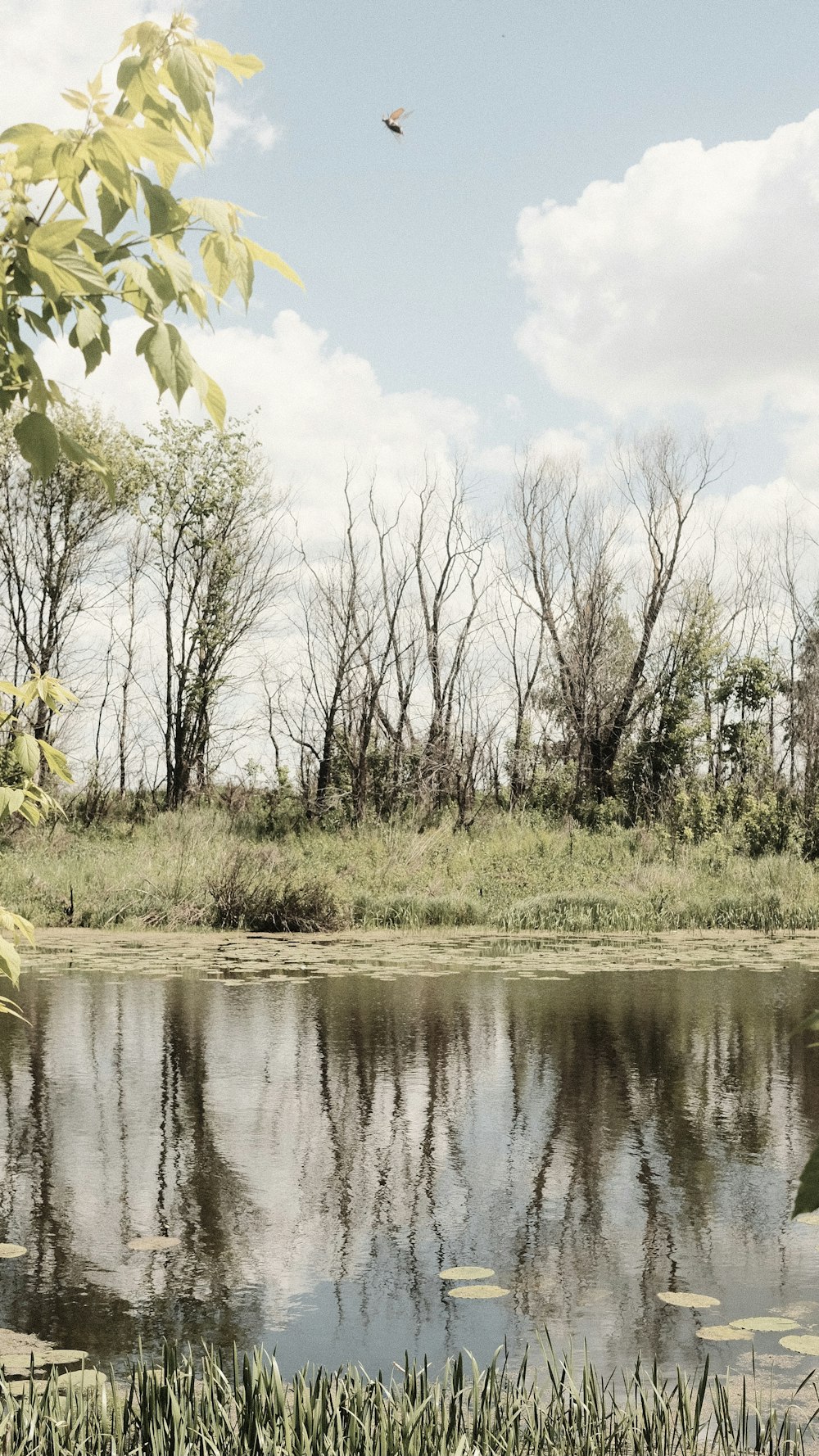 green grass and trees near river during daytime