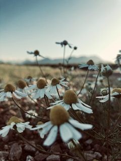 A close-up view of chamomile flowers with white petals and yellow centers growing in a field. The background features blurred mountains and a soft, clear sky, creating a serene atmosphere.