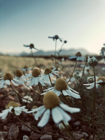 A close-up view of chamomile flowers with white petals and yellow centers growing in a field. The background features blurred mountains and a soft, clear sky, creating a serene atmosphere.