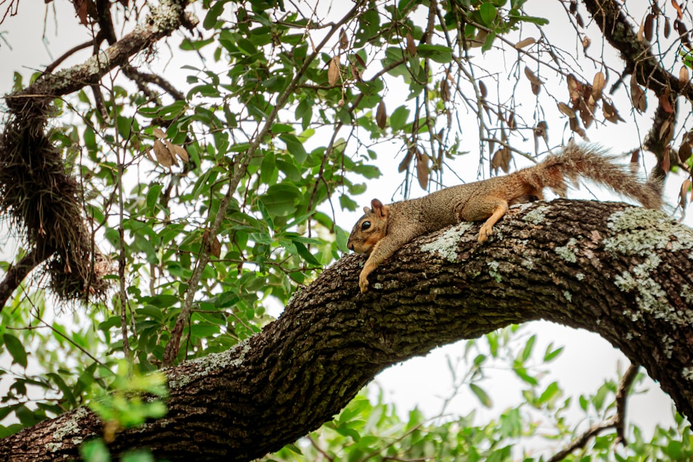 écureuil brun sur une branche d’arbre pendant la journée