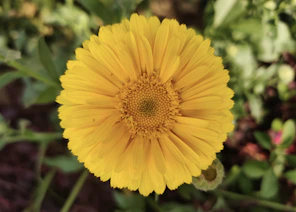 yellow flower in tilt shift lens