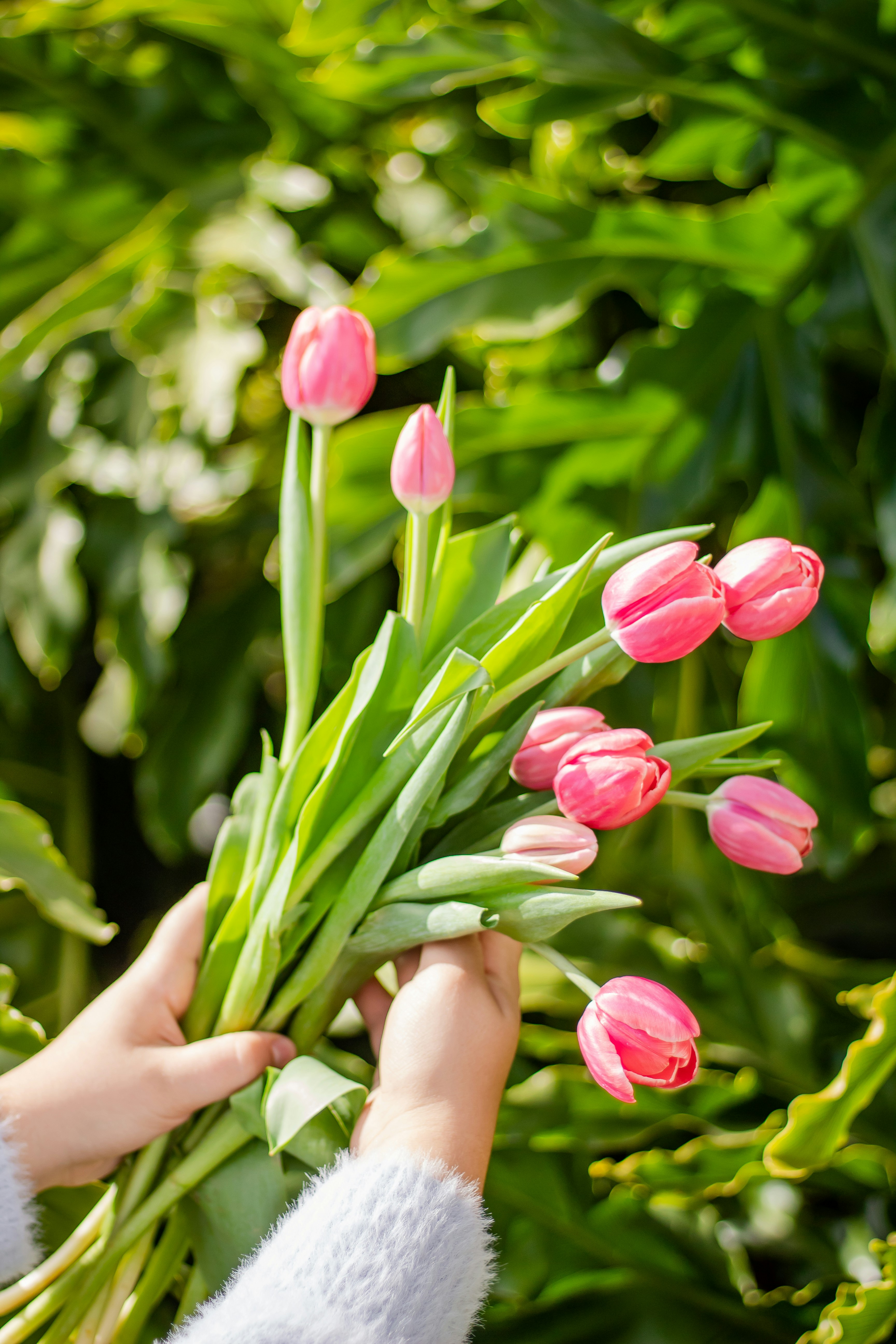 昼間に咲くピンクのチューリップの写真 Unsplashで見つけるヨハネスブルグの無料写真