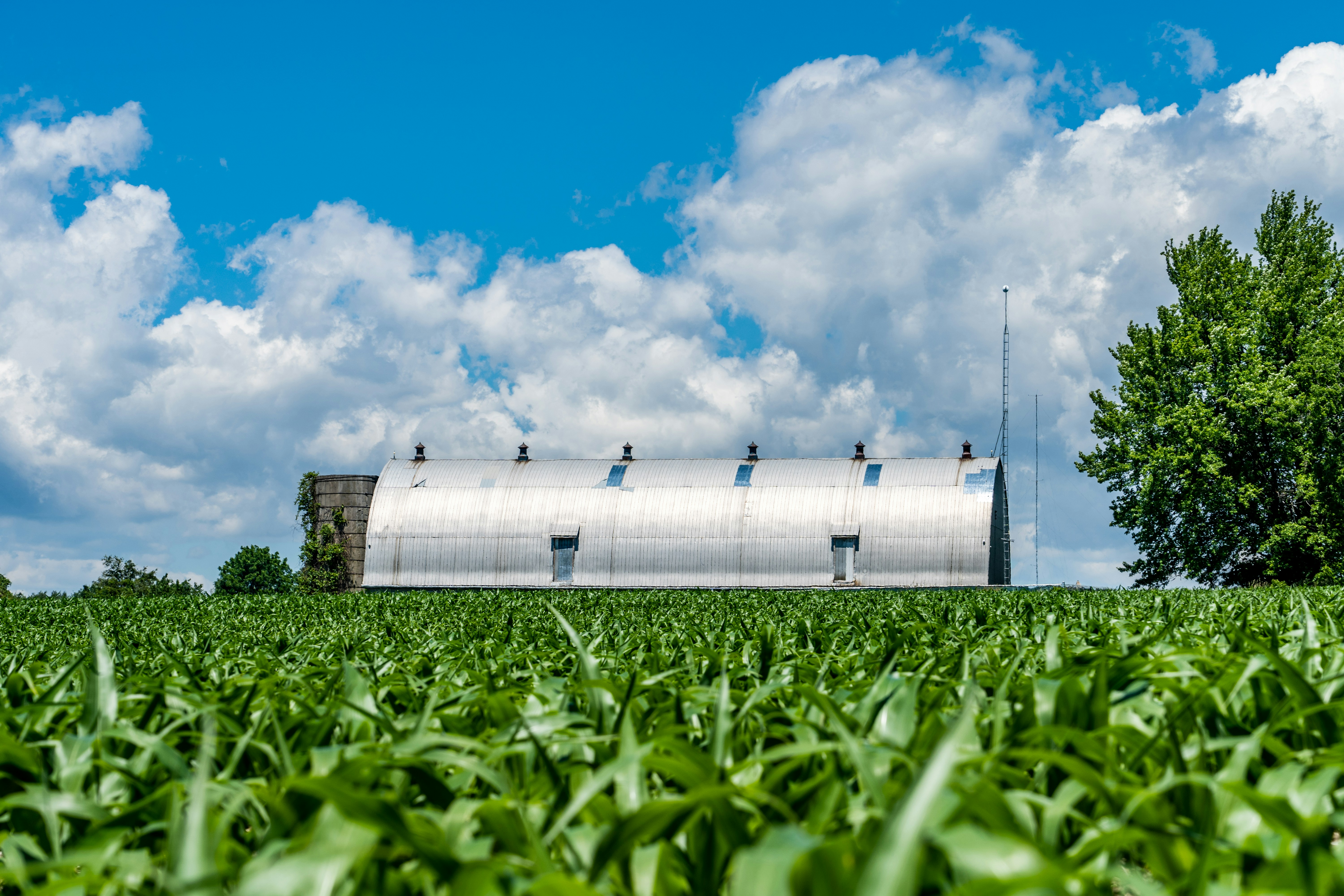 Cattle Futures as Crop Intelligence: Reading Feeder Markets to Anticipate Feed Grain Demand Before Official Data Arrives