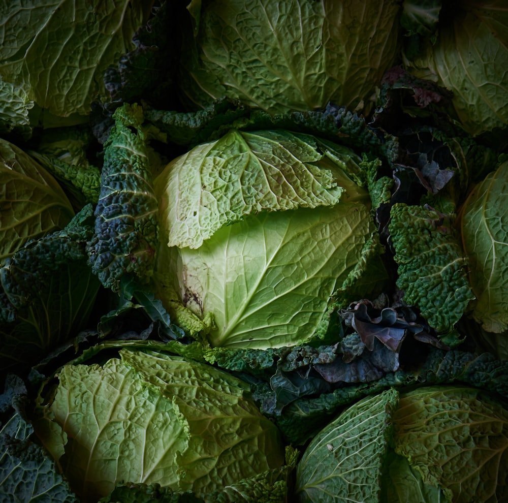 green and white leaf plant