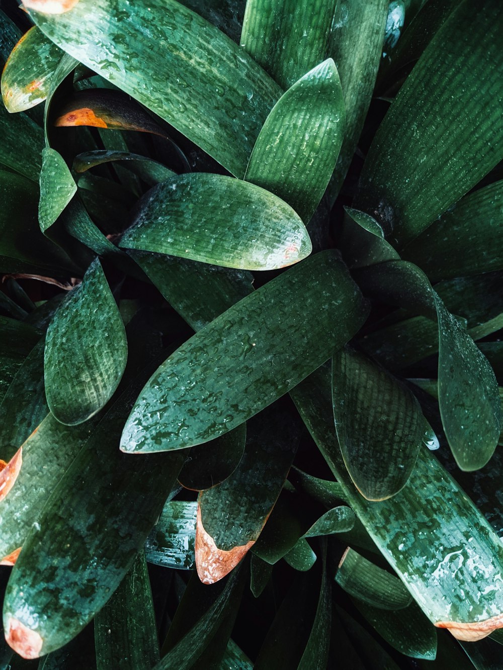 green and red plant leaves