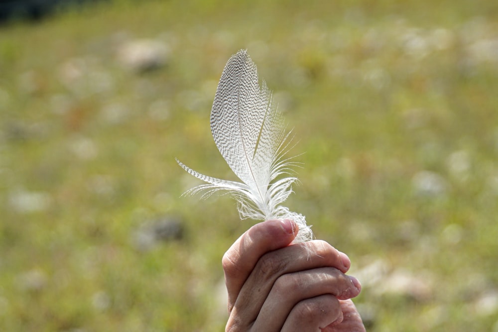 Persona sosteniendo una pluma blanca durante el día