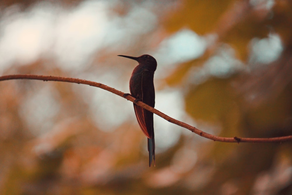 black and red bird on brown tree branch