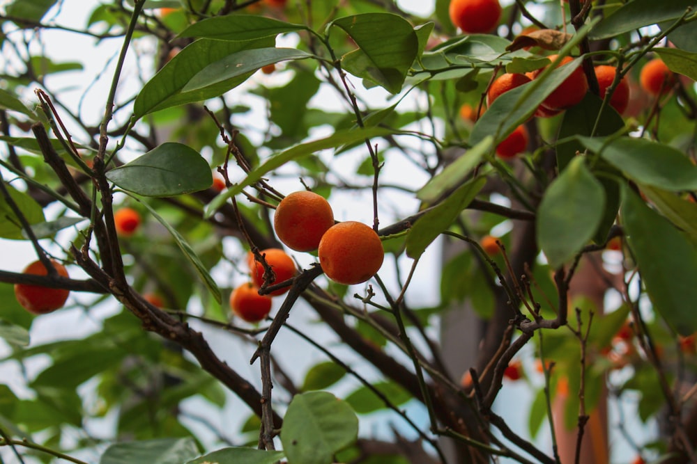 orange fruit on tree during daytime