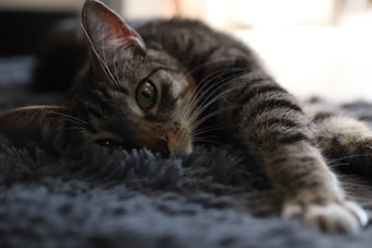 A tabby cat is lying on a fluffy, dark surface, stretching one paw forward. The focus is on the cat's face and its relaxed expression, with its green eyes gazing towards the camera. The lighting is soft, creating a calm atmosphere.