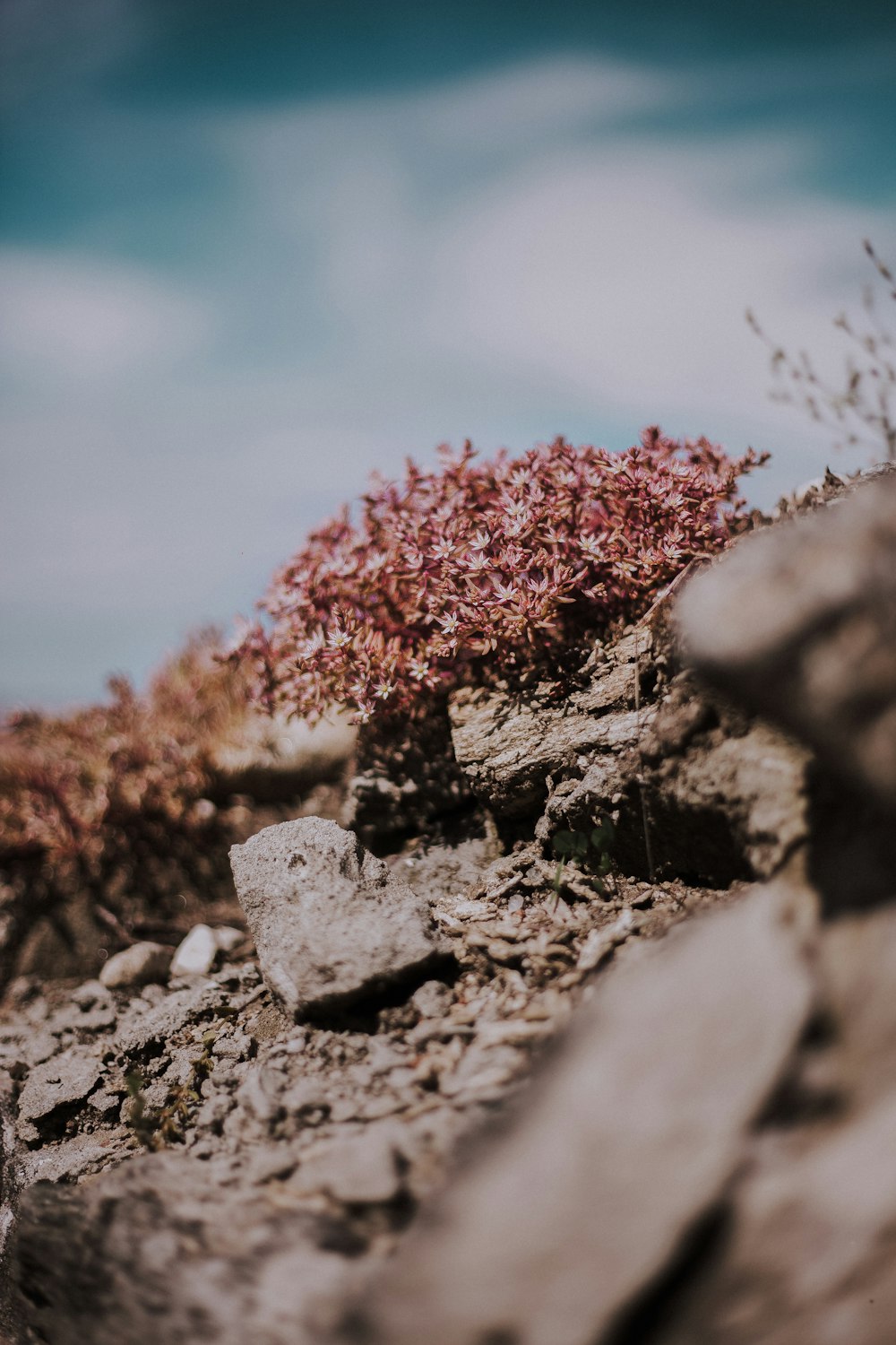 pink flowers on gray rock