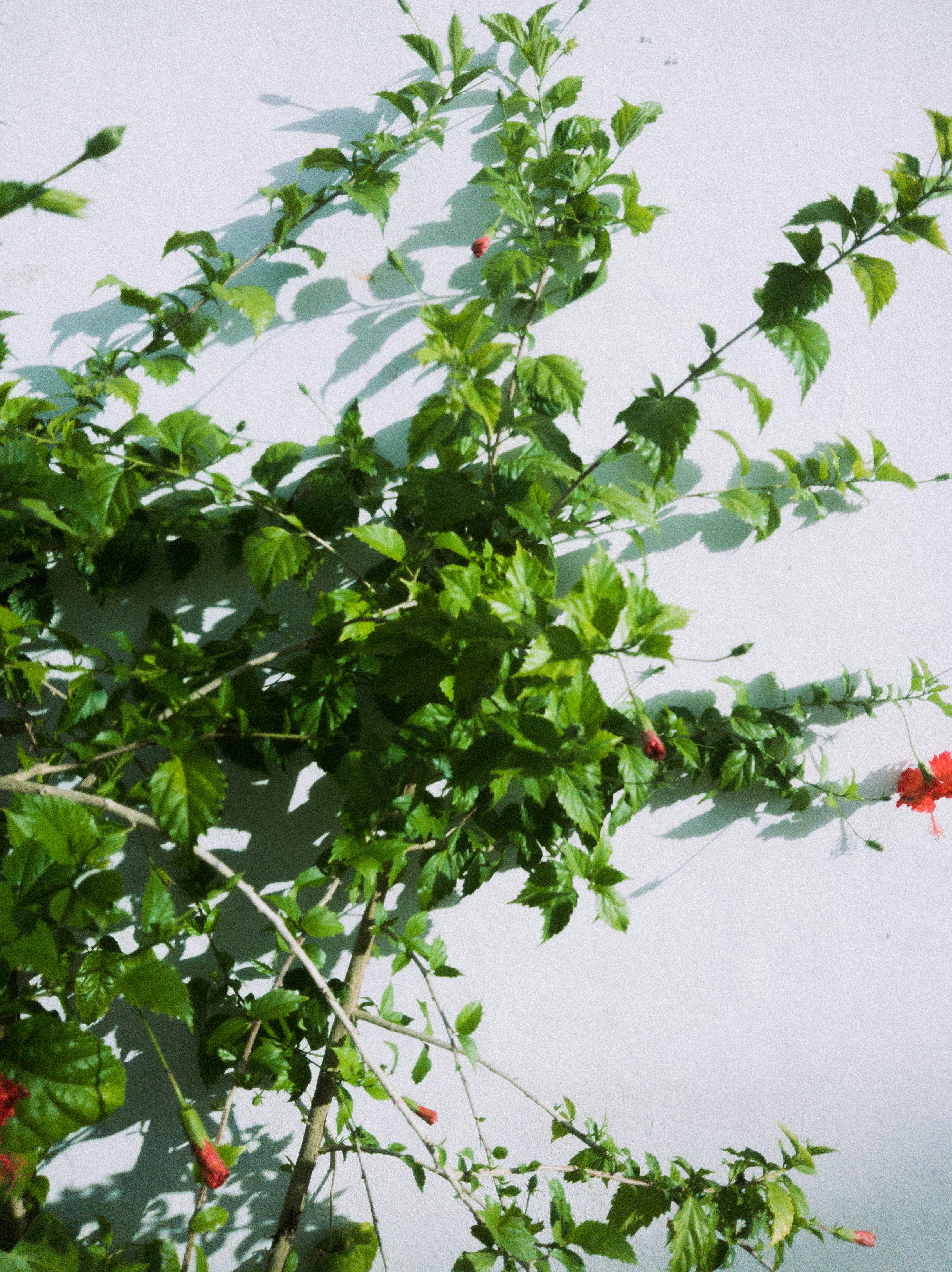 A green bush with some red flower and a white wall behind