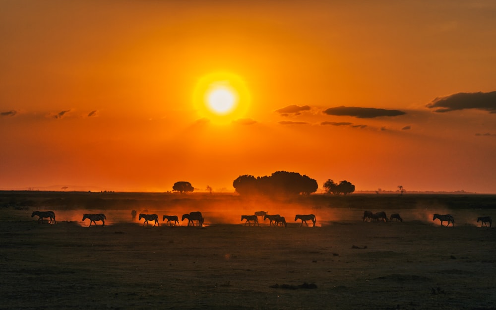 silhouette of animals on beach during sunset