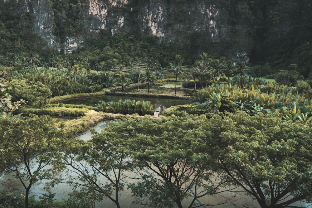 alberi verdi vicino al fiume durante il giorno