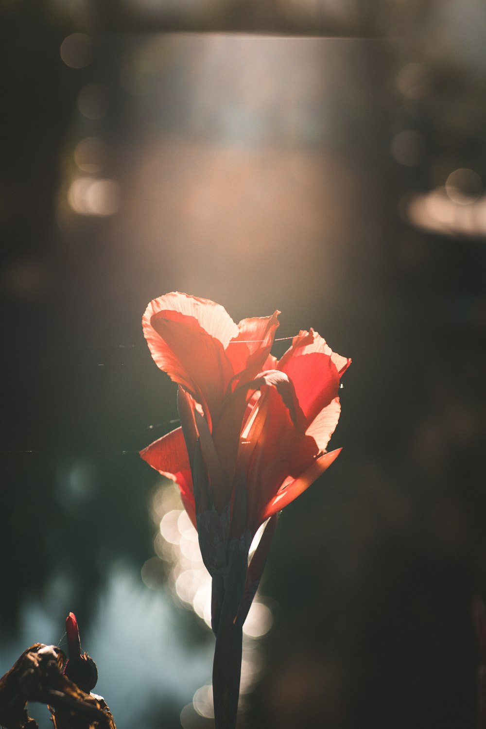 red flower in tilt shift lens