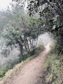 Footprints on a dirt trail leading through a misty forest in early morning.