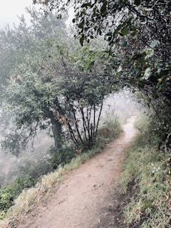 A misty Fijian jungle path winding through ancient trees at dawn