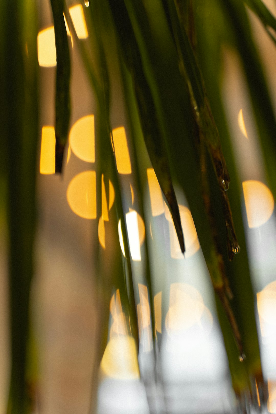 bokeh photography of yellow lights