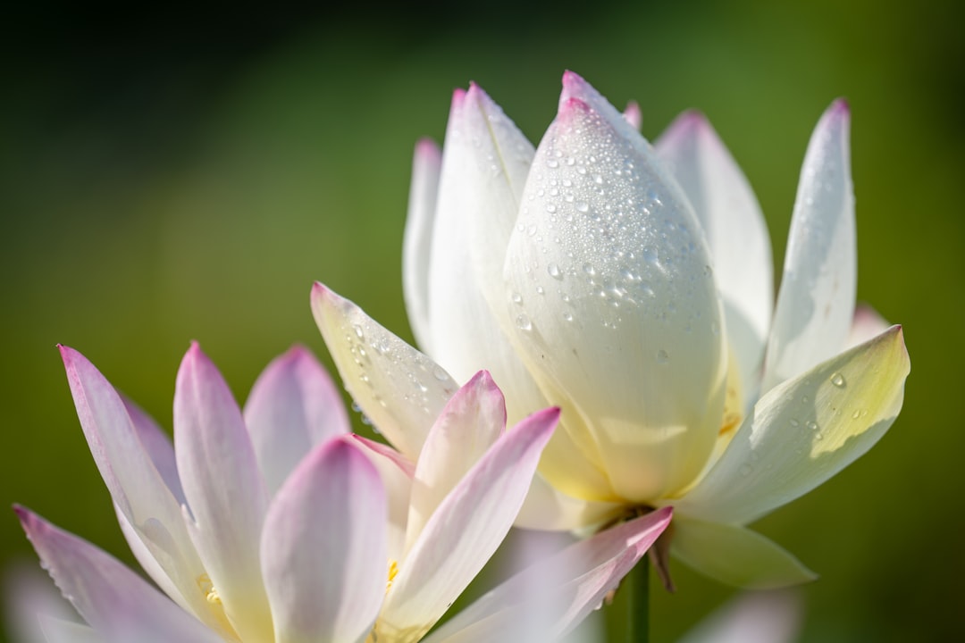 white and purple lotus flower in bloom