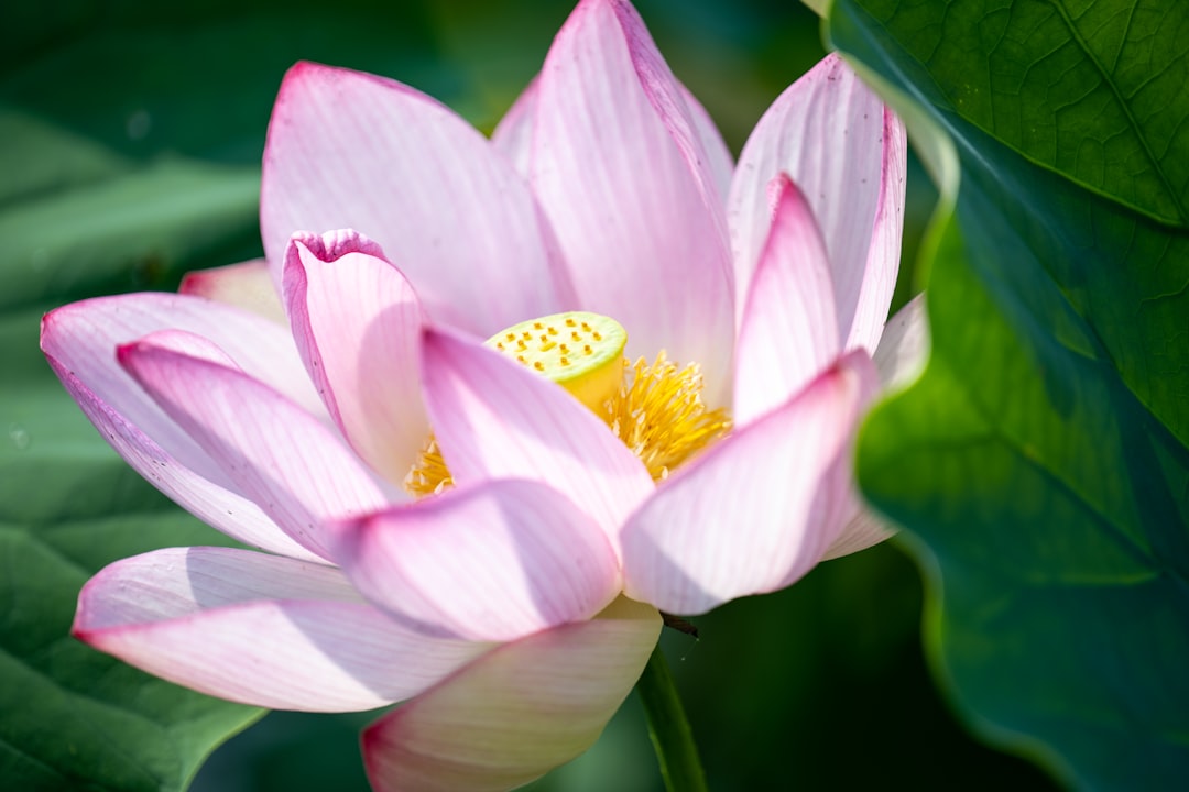 pink and white flower in tilt shift lens