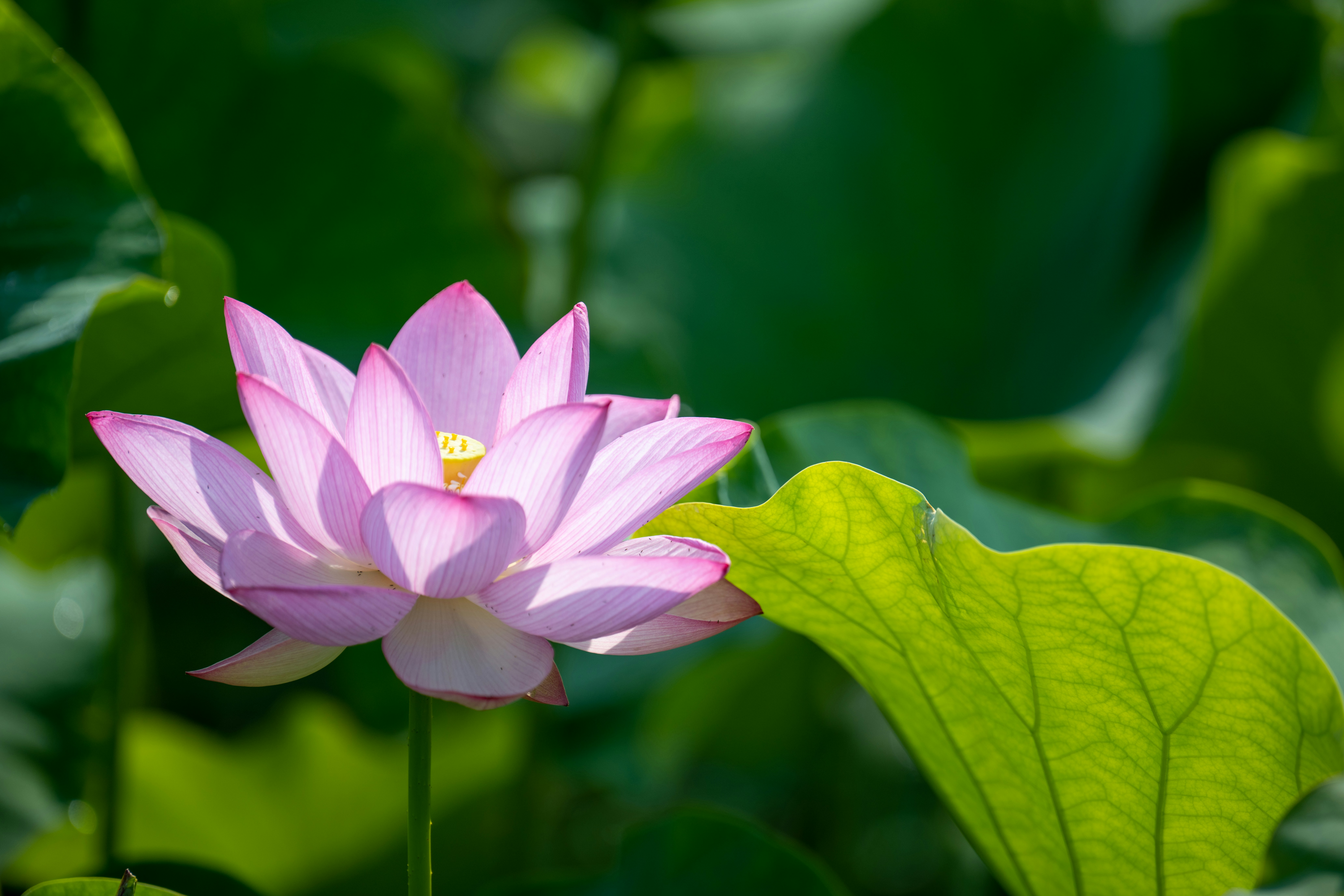 pink lotus flower in bloom during daytime