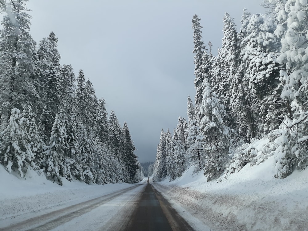 road between snow covered trees