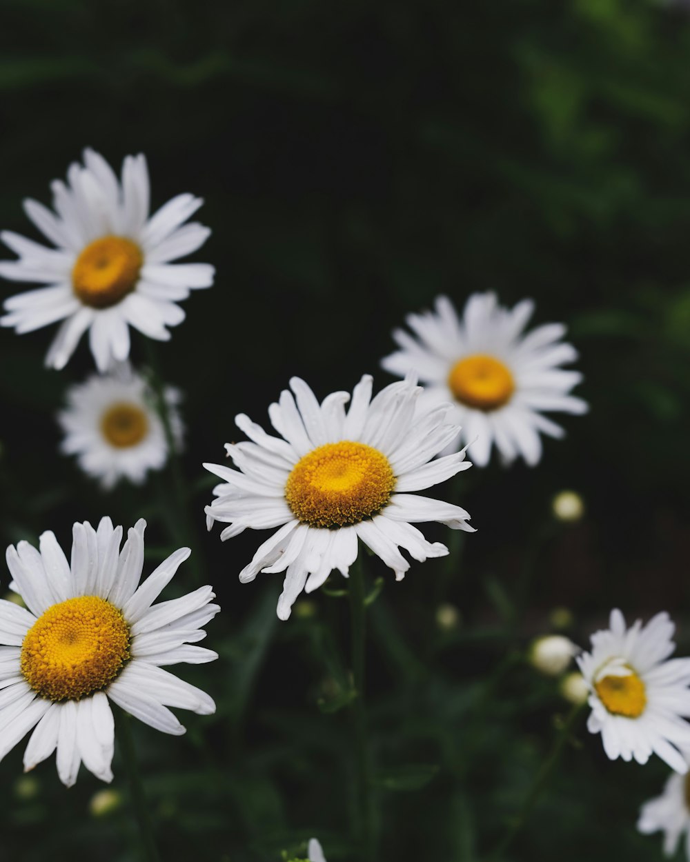 white and yellow daisy flowers